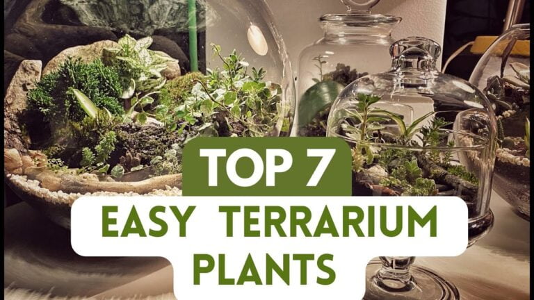 Terrarium Plant Selection Guide Actualizado July 2024 0499